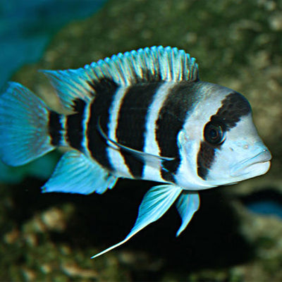 Frontosa Burundi cichlids AFRICAN CICHLIDS Danaqua Live Fish & More