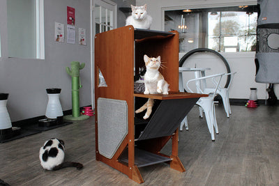 The Overlook - Sturdy - Bamboo Cat Tree Cat Condo Catastrophic Creations