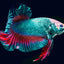 Betta Giant BETTA Danaqua Live Fish & More