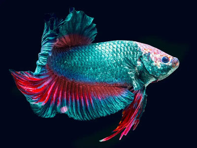 Betta Giant BETTA Danaqua Live Fish & More