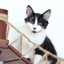 Double Cat Hammock and Climbing Bridge Combo Cat Bridge Catastrophic Creations