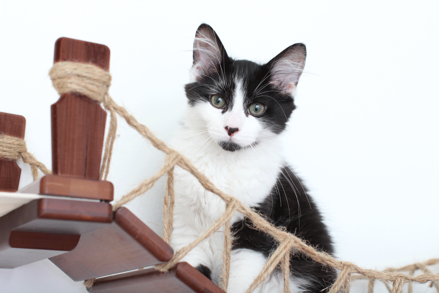 Double Cat Hammock and Climbing Bridge Combo Cat Bridge Catastrophic Creations