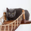 Cat Wall Bridge and Shelf Set Cat Bridge Catastrophic Creations