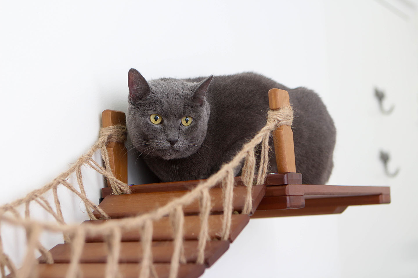 Cat Wall Bridge and Shelf Set Cat Bridge Catastrophic Creations
