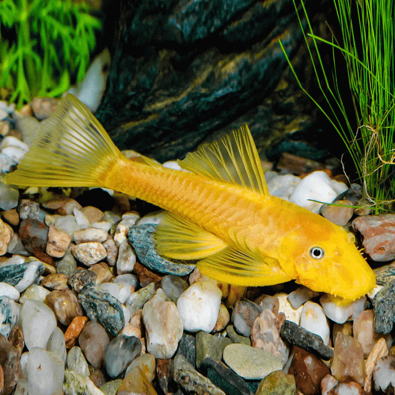 L144 Blue Eye Lemon Bristlenose Pleco (Ancistrus sp) 2"-3" SHORTFIN PLECO Danaqua Live Fish & More