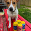 Good Boy Dog Beer - 4 pack Dog Treats Good Boy Dog Beer
