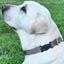 Herm Sprenger - ClicLock Safety Fastener for Flat-Style Collars – Black Stainless Steel Collars, Prong/Pinch Dog Collars Dogline