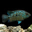 Carpintis Cichlid (Herichthys carpintis) AMERICAN CICHLID Danaqua Live Fish & More