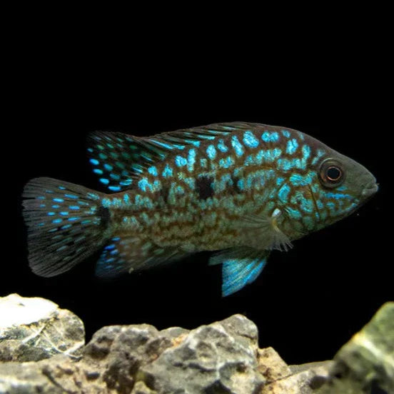 Carpintis Cichlid (Herichthys carpintis) AMERICAN CICHLID Danaqua Live Fish & More