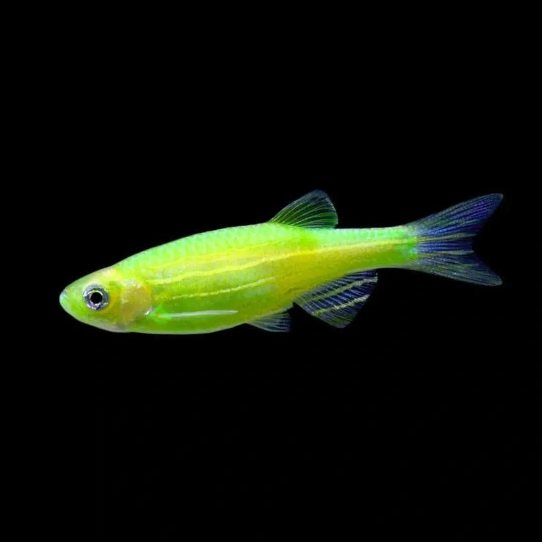 Zebra Danios GREEN DANIO Danaqua Live Fish & More