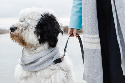 Cashmere Blend Scarf sets for Pets and their humans, Heather Grey Dog Bandana BESPOKE PAWS