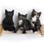 Hanging Cat Bed Hammock Cat Hammock Catastrophic Creations