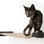 Hanging Cat Bed Hammock Cat Hammock Catastrophic Creations