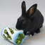 Hay Roller Pet Rabbit Toy Bunny Business