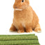 Natural Timothy Grass Stick, Chew Toys for Rabbit, Guinea Pig, Hamster, and Other Small Animals Dahlia Pets