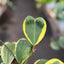 Hoya 'Sweetheart Variegated' 6" Pot Nursery Pot Indoor Plants House Plant Shop