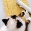 Boba & Vespa Cat Kicker Toy for Bunny Kicks Cat Kickers The Kind Pet