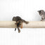 Horizontal Scratching Post for Cats Cat Scratcher Catastrophic Creations