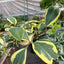 Hoya 'Sweetheart Variegated' Indoor Plants House Plant Shop