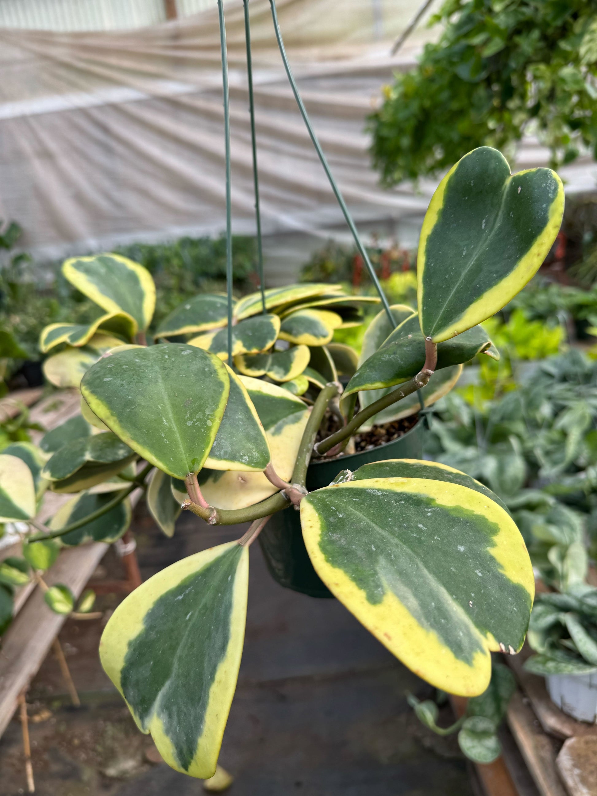 Hoya 'Sweetheart Variegated' Indoor Plants House Plant Shop