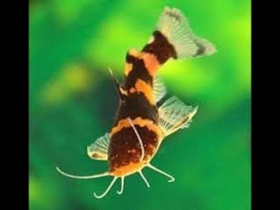 Bumblebee catfish CATFISH Danaqua Live Fish & More