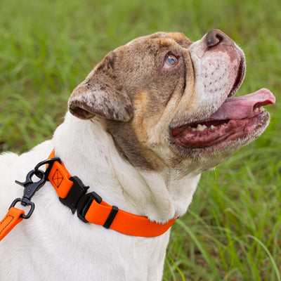 Waterproof Dog Collar with Metal Stab-Lock Buckle Dog Collars Dogline