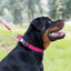 Sprenger BioThane Waterproof Dog Collar with Stainless Steel ClicLock Quick Release Buckle Dog Collars Dogline