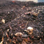 Premium Isopod Substrate - Nutrient-Rich Bioactive Terrarium Mix Soil Shield Wall Exotics
