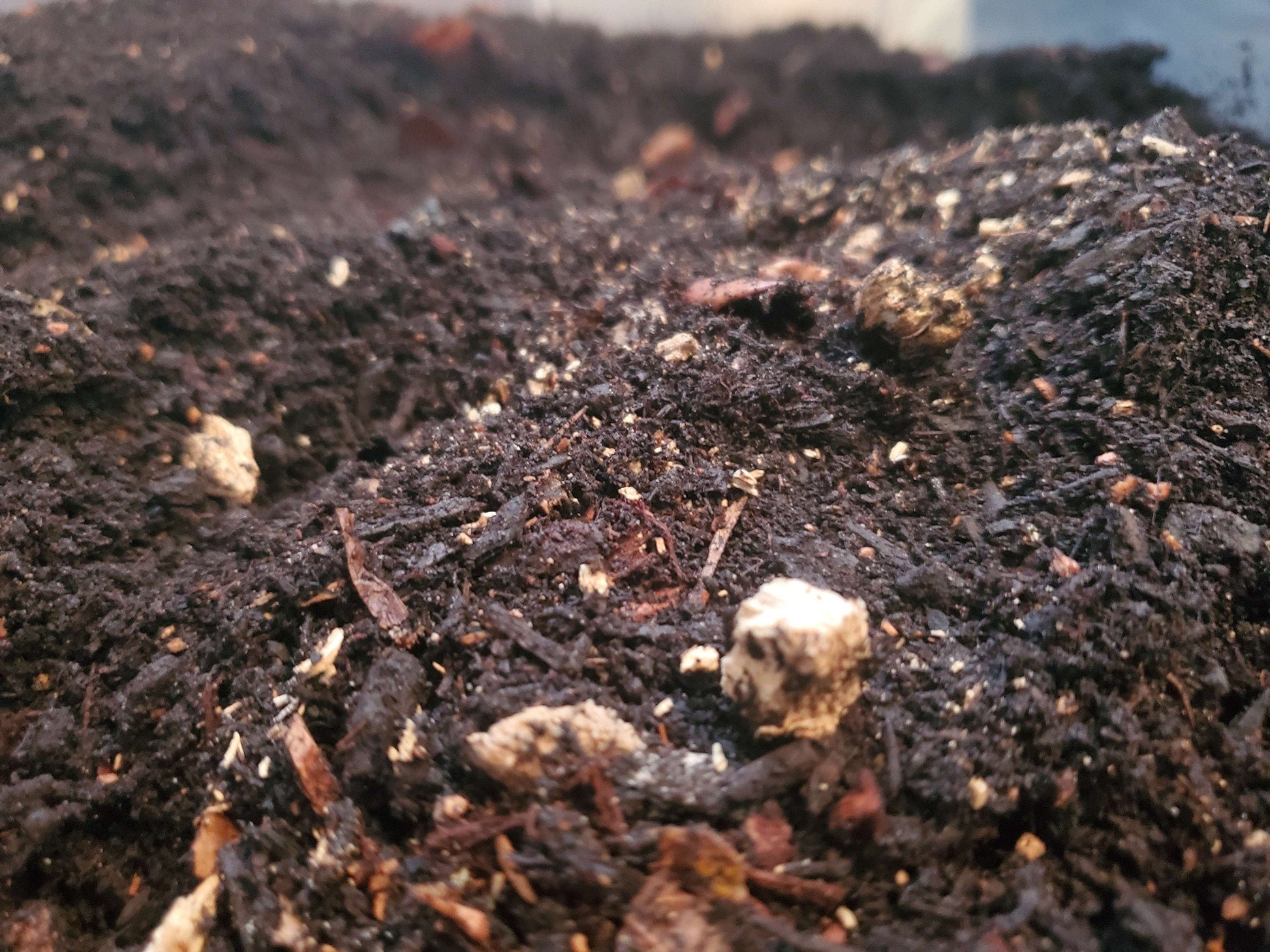 Premium Isopod Substrate - Nutrient-Rich Bioactive Terrarium Mix Soil Shield Wall Exotics