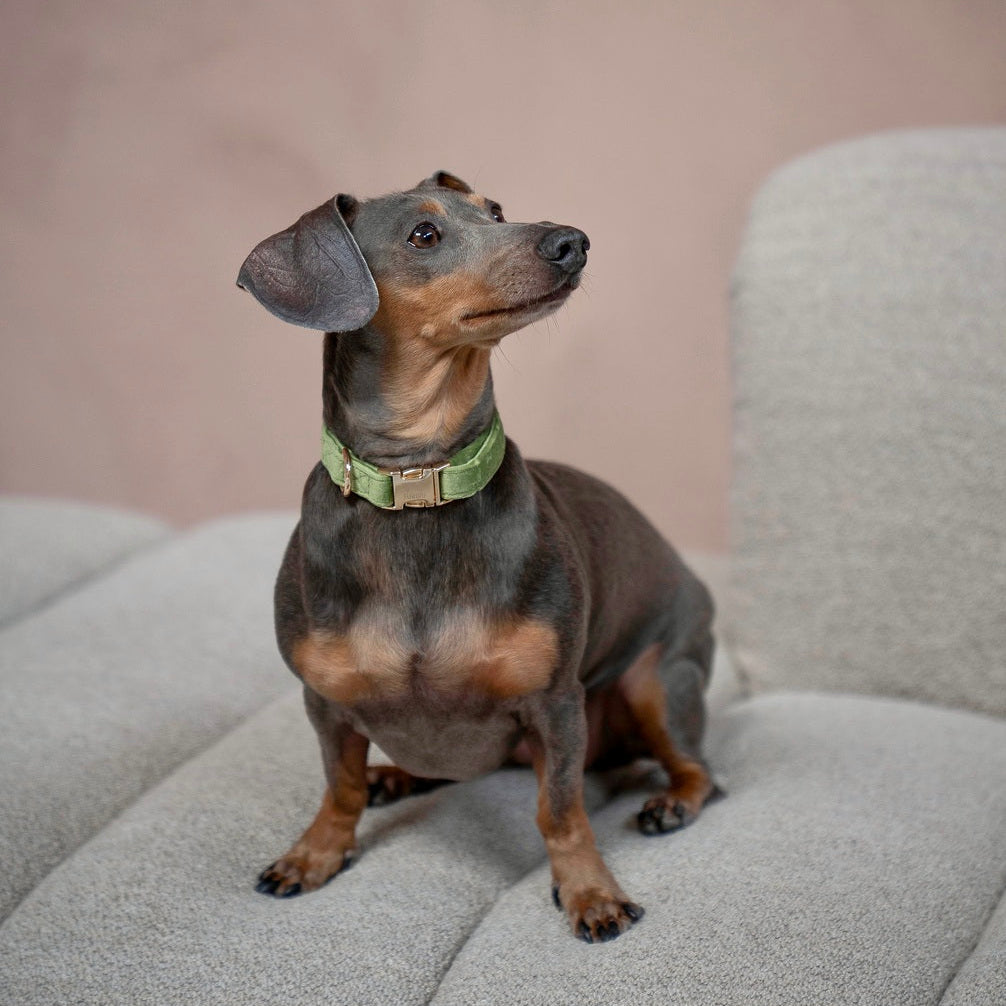 'Green' - Velvet Dog Collar Velvet Collar FURLOU