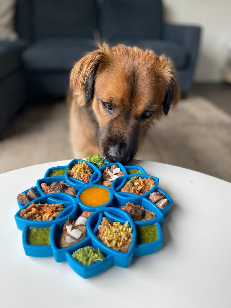 Mandala eTray Shallow Slow Feeder Dog Bowl for Enrichment | USA Made ETRAY SodaPup/True Dogs, LLC