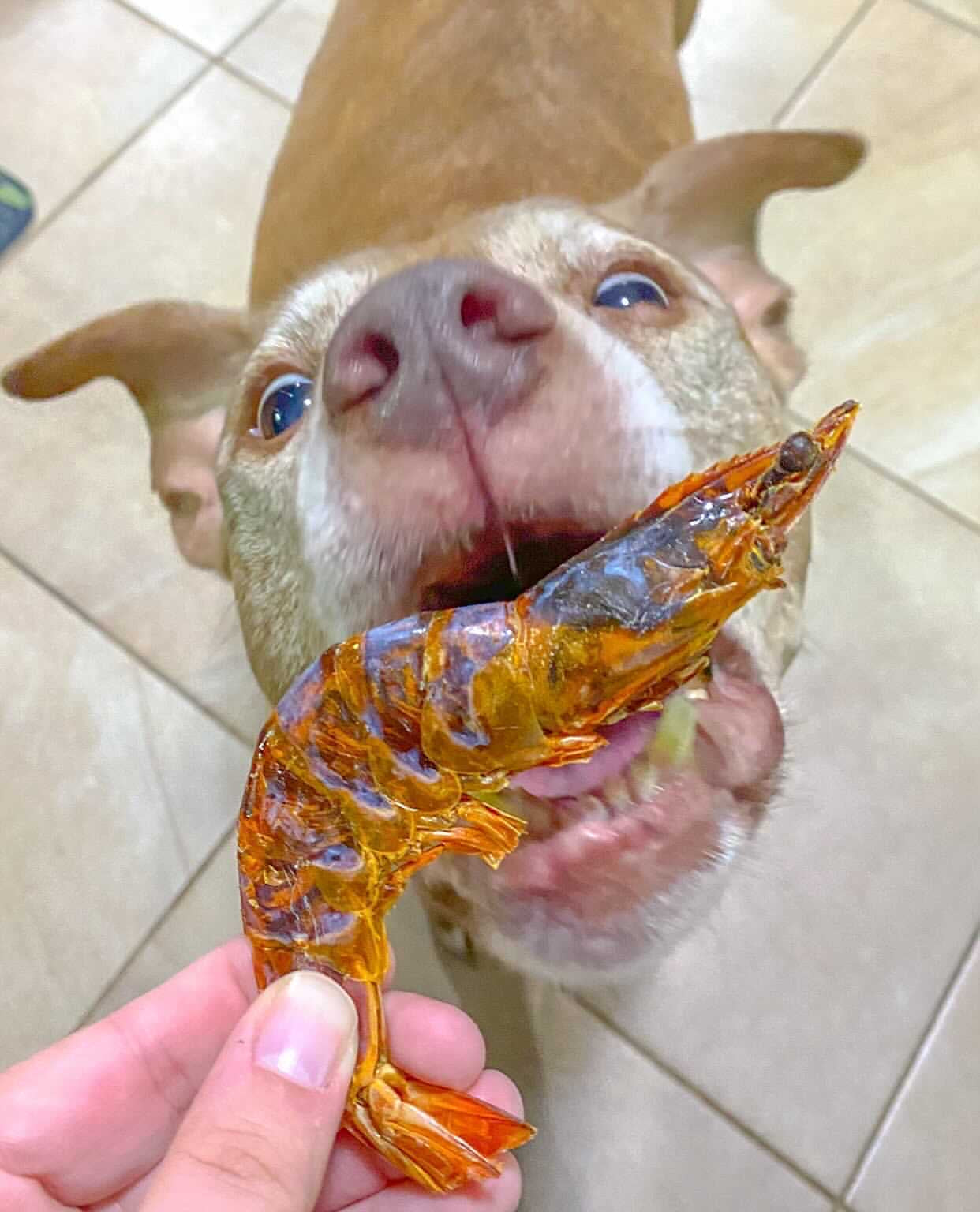 Shrimp Naked Beasts