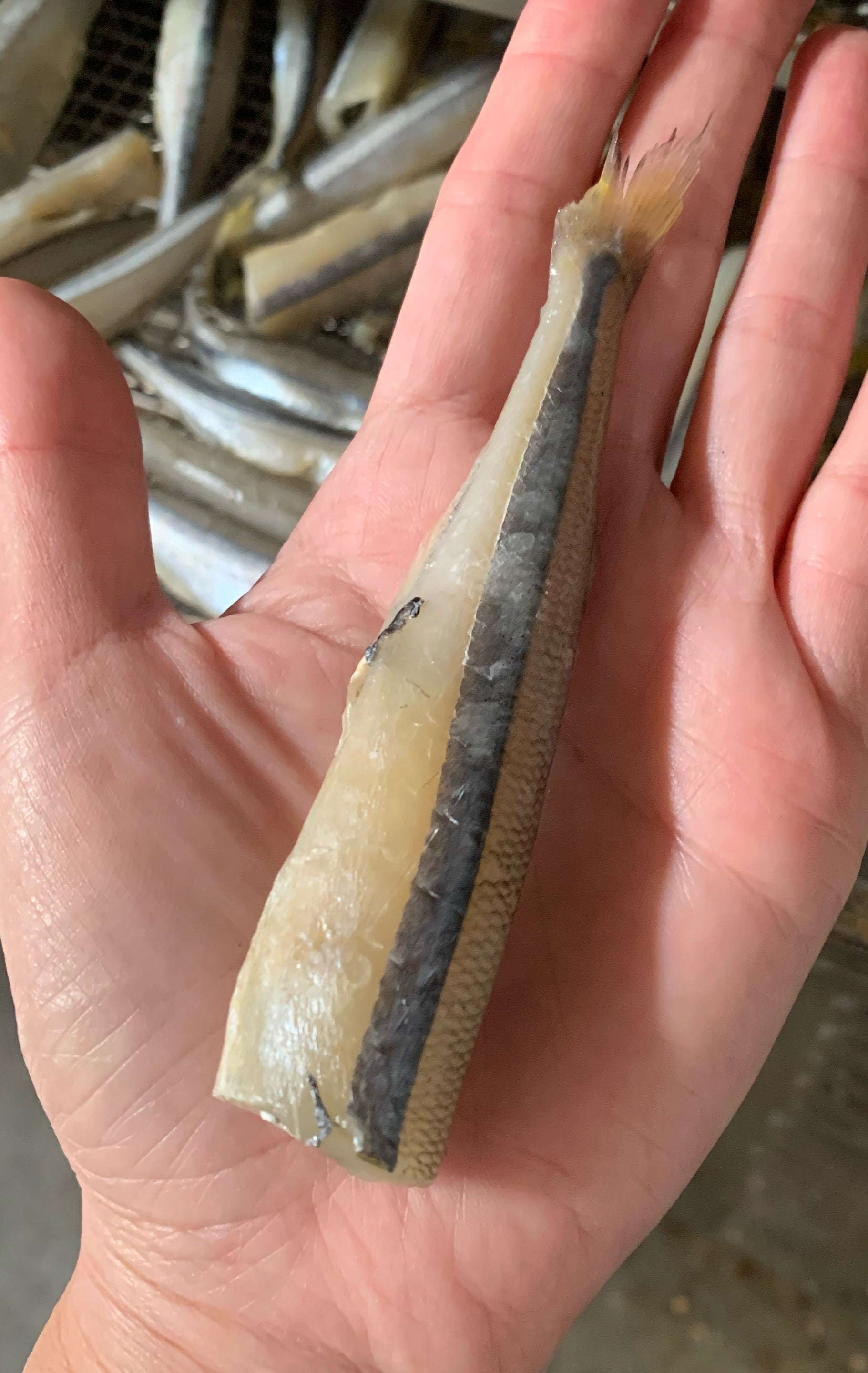 Smelt (Wild Caught) - Limit 1 Naked Beasts