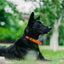 Biothane E-Collar Replacement Strap Dog Collars Dogline