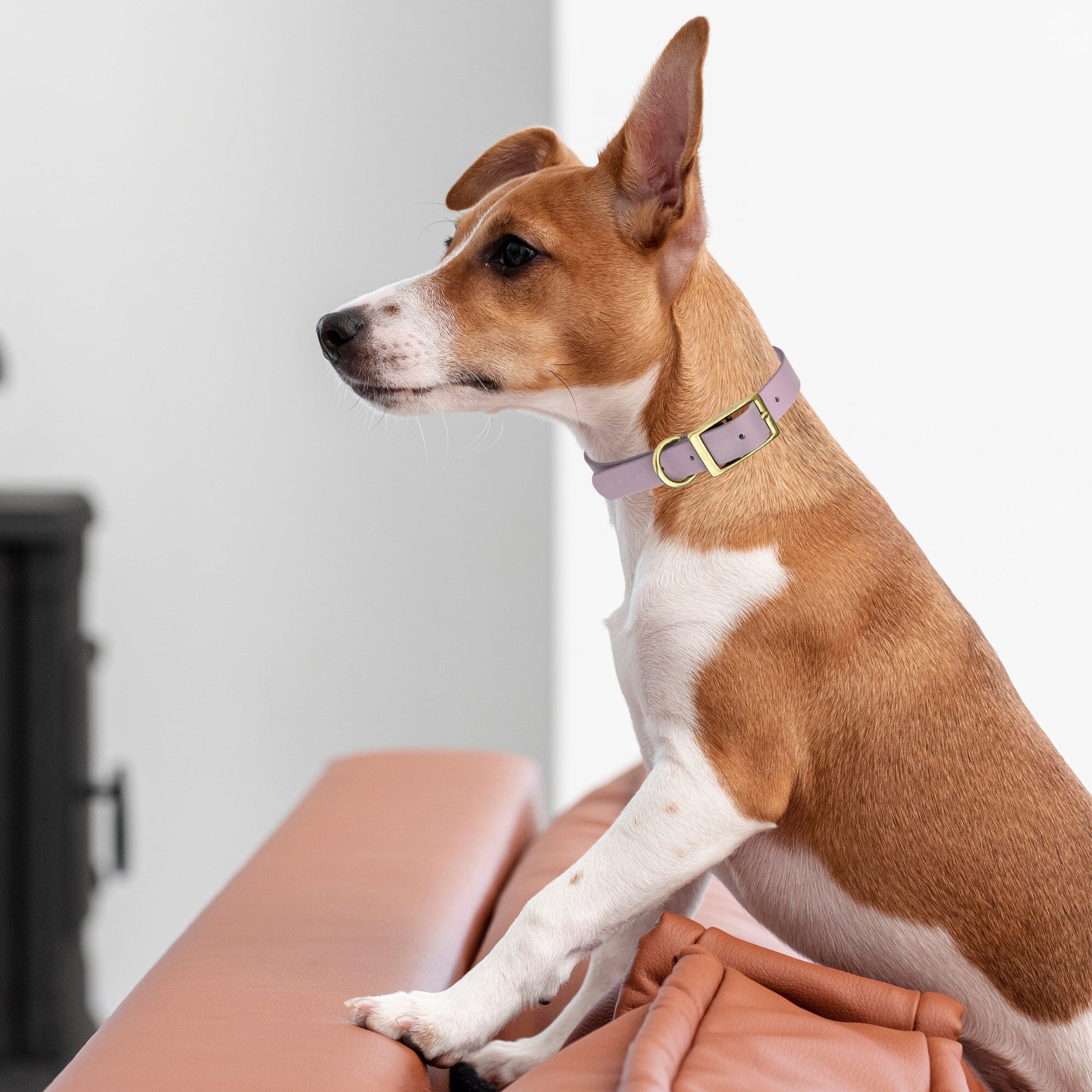 Viper Biothane Waterproof Dog Collar - Brass Hardware - Size M (15 to 18 inches) Dog Collars Dogline