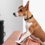 Viper Biothane Waterproof Dog Collar with Brass Hardware Dog Collars Dogline
