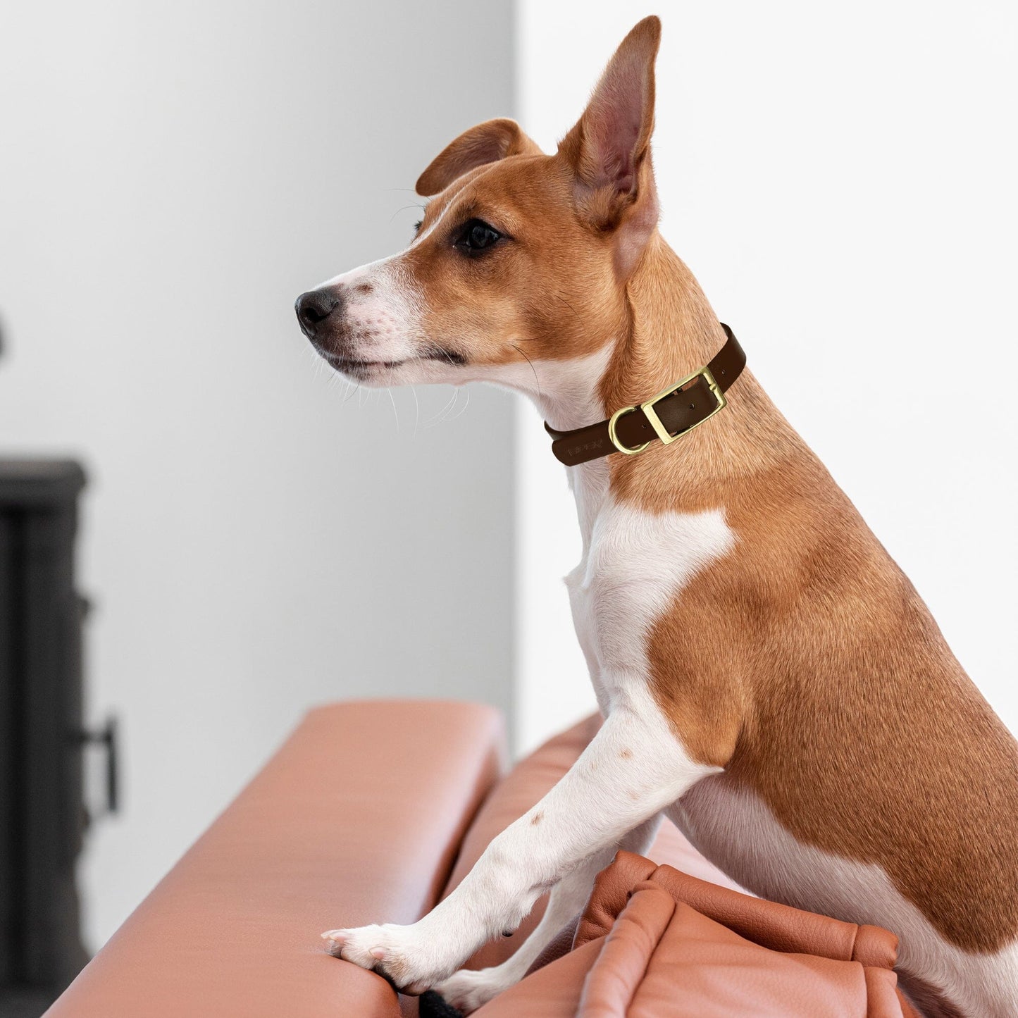 Viper Biothane Waterproof Dog Collar with Brass Hardware Dog Collars Dogline