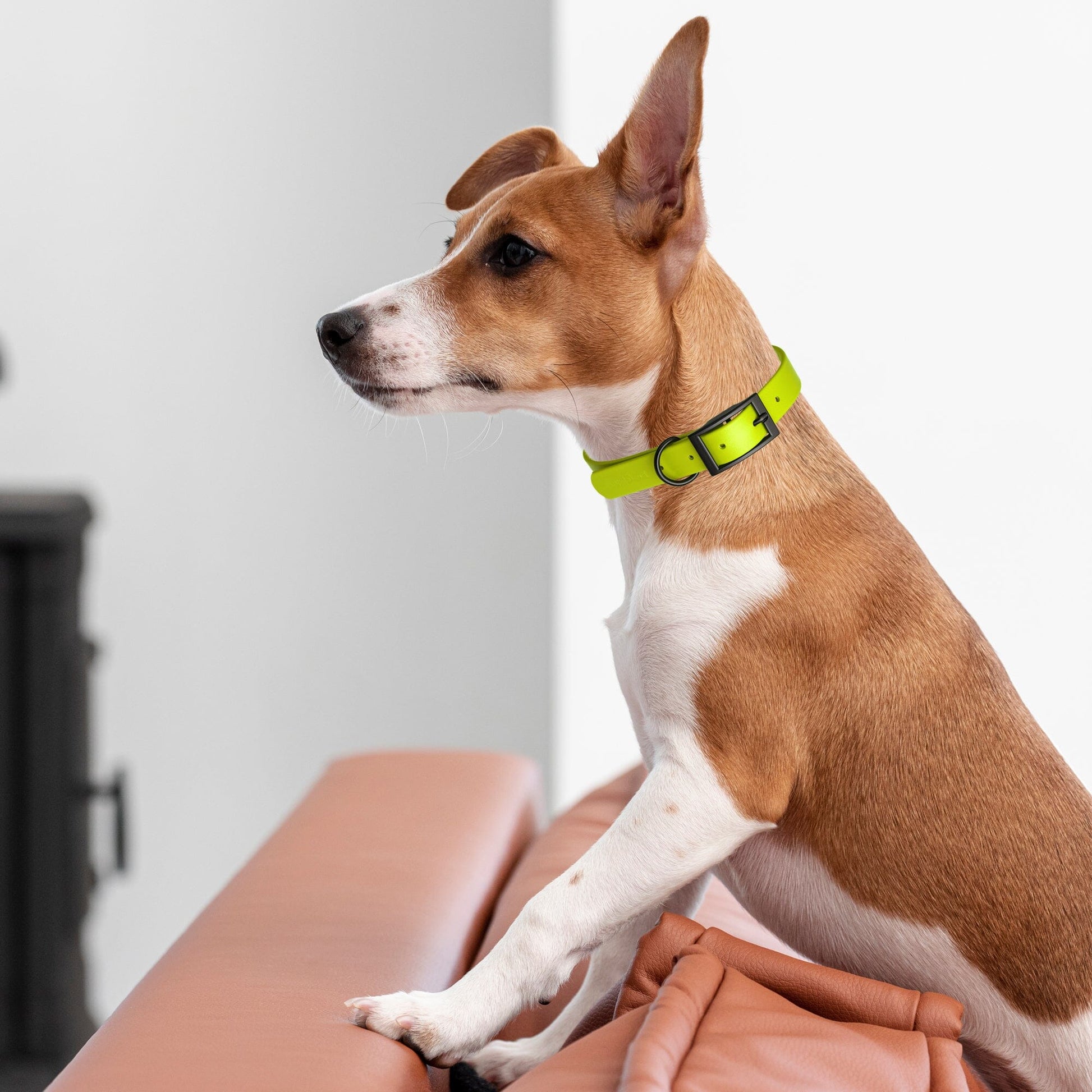 Dogline Biothane Waterproof Dog Collar with Black Hardware - 1.5" Wide, Size XXL (24 to 28 inches) Dog Collars Dogline