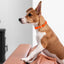 Viper Biothane Waterproof Dog Collar - Brass Hardware - 1.5in Wide, Size XL (20 to 24 inches) Dog Collars Dogline