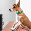 Biothane Waterproof Dog Collar - X-Small (9 to 12 inches) Dog Collars Dogline