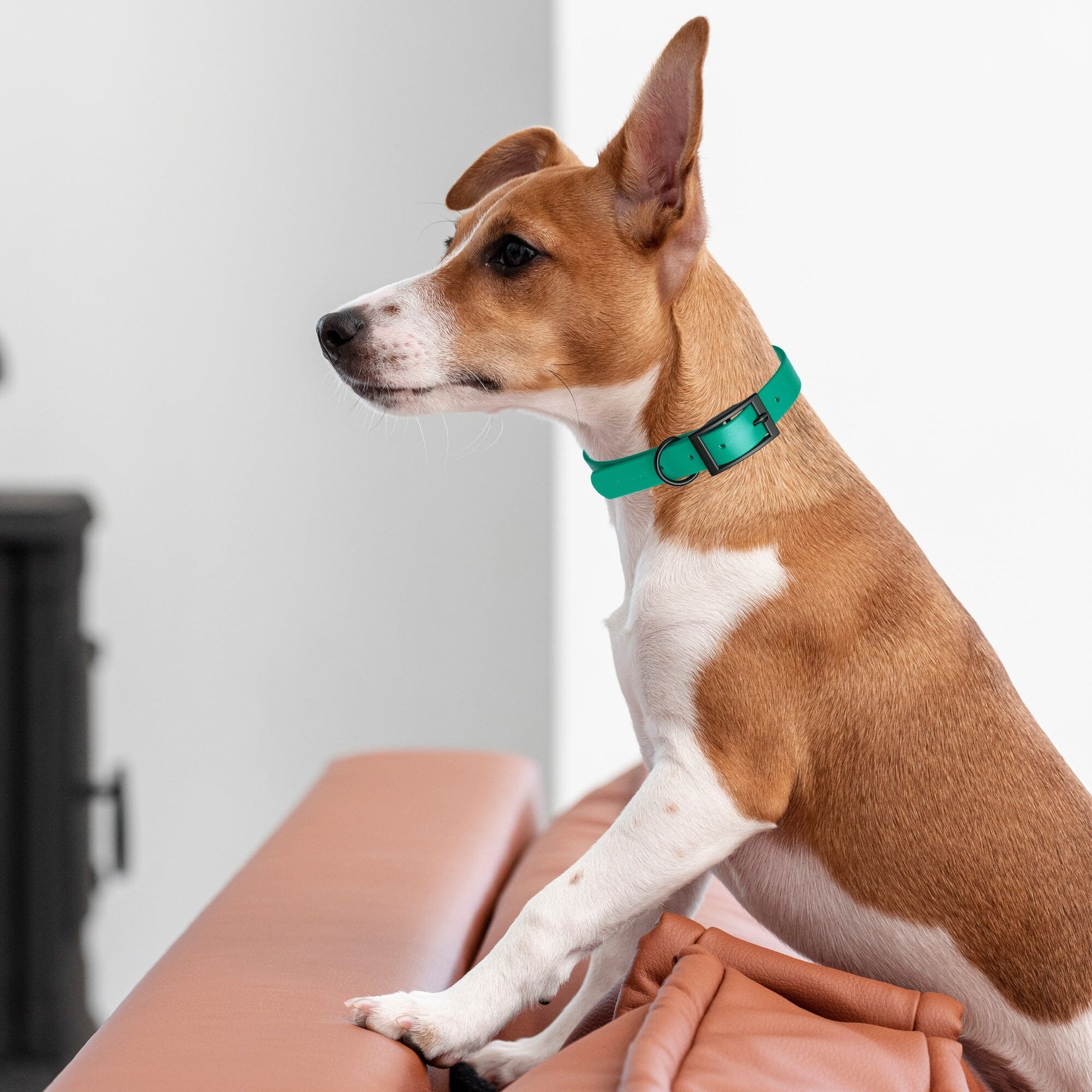 Biothane Waterproof Dog Collar - X-Small (9 to 12 inches) Dog Collars Dogline