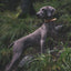 Biothane E-Collar Replacement Reflective Strap Dog Collars Dogline