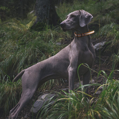Biothane E-Collar Replacement Reflective Strap Dog Collars Dogline