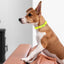 Viper Biothane Waterproof Dog Collar - Brass Hardware - Size XL (22 to 25 inches) Dog Collars Dogline
