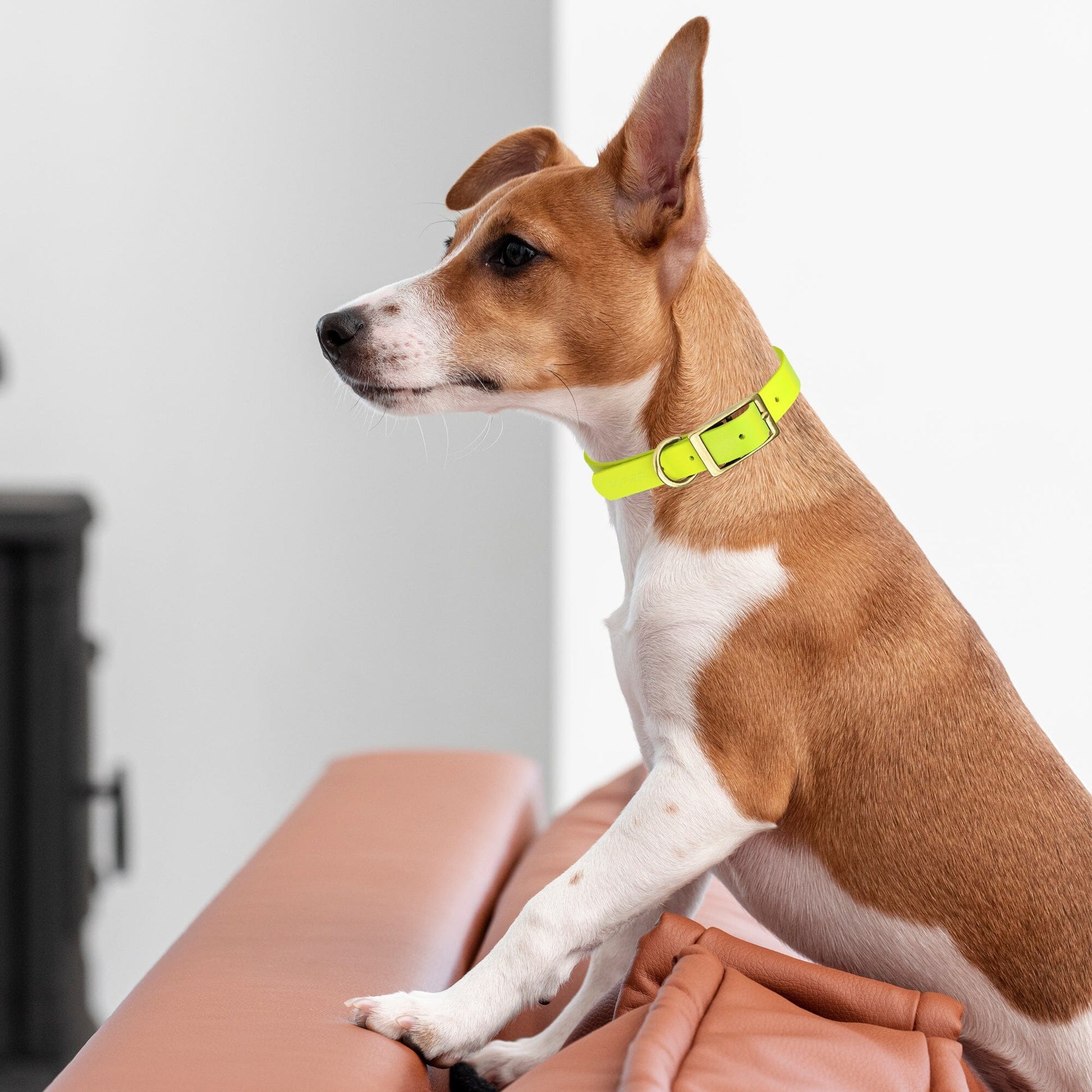 Viper Biothane Waterproof Dog Collar - Brass Hardware - Size XL (22 to 25 inches) Dog Collars Dogline
