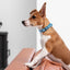 Biothane Translucent Reflective Dog Collar Dog Collars Dogline