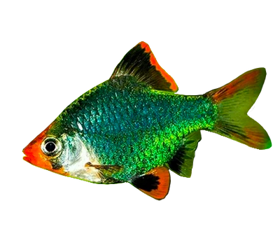 Tiger Barb Green BARB Danaqua Live Fish & More