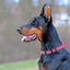 Biothane E-Collar Replacement Reflective Strap Dog Collars Dogline