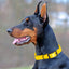 Dogline Biothane Waterproof Dog Collar with Black Hardware - Size XS (9 to 12 inches) Dog Collars Dogline