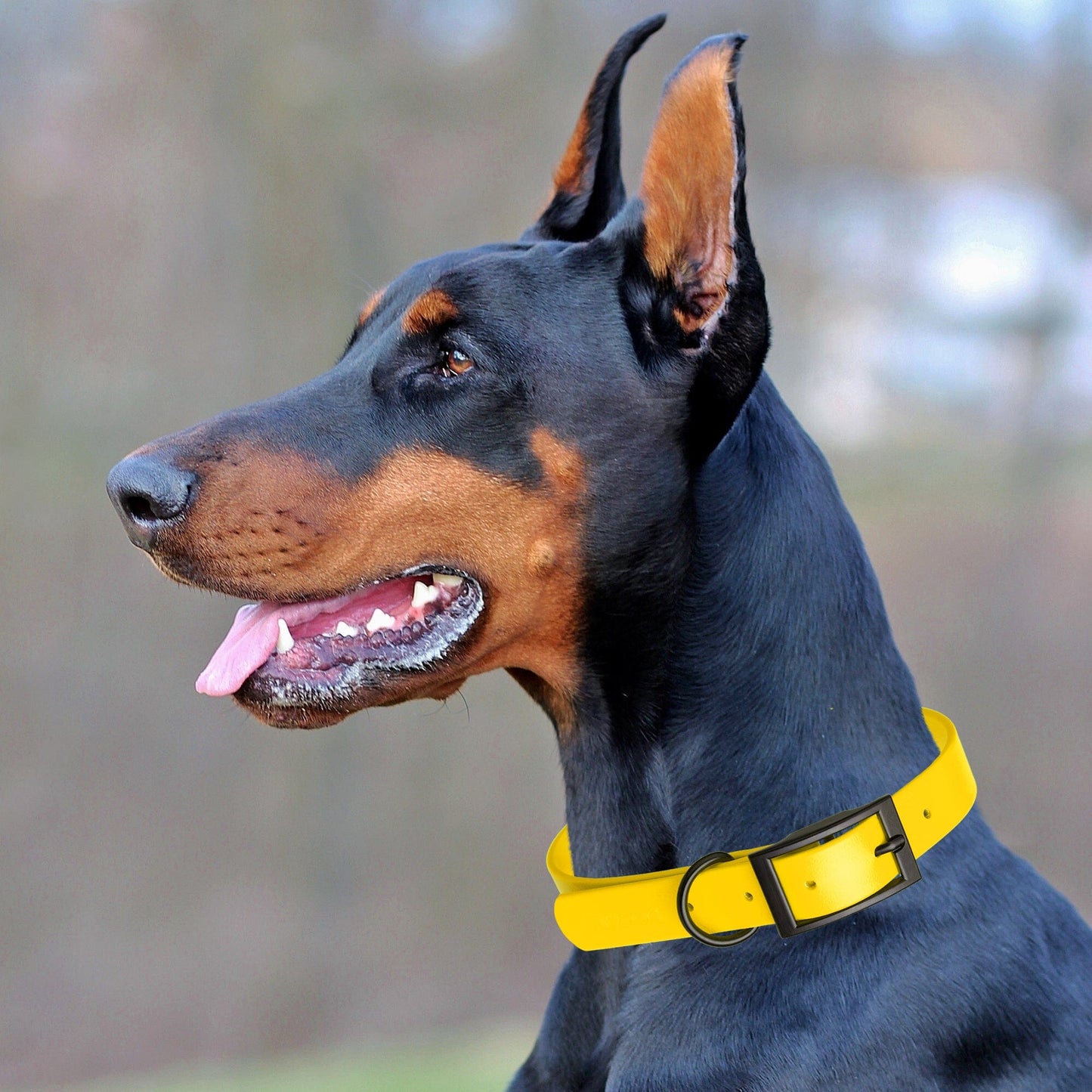 Dogline Biothane Waterproof Dog Collar with Black Hardware - Size XS (9 to 12 inches) Dog Collars Dogline